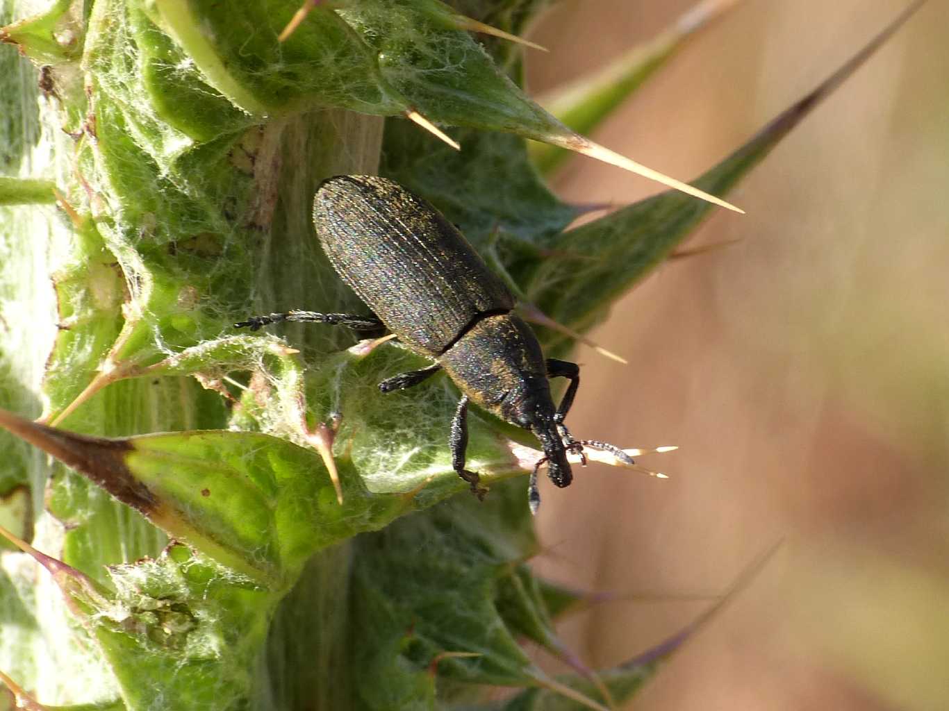 Lixus o Larinus? O altro?